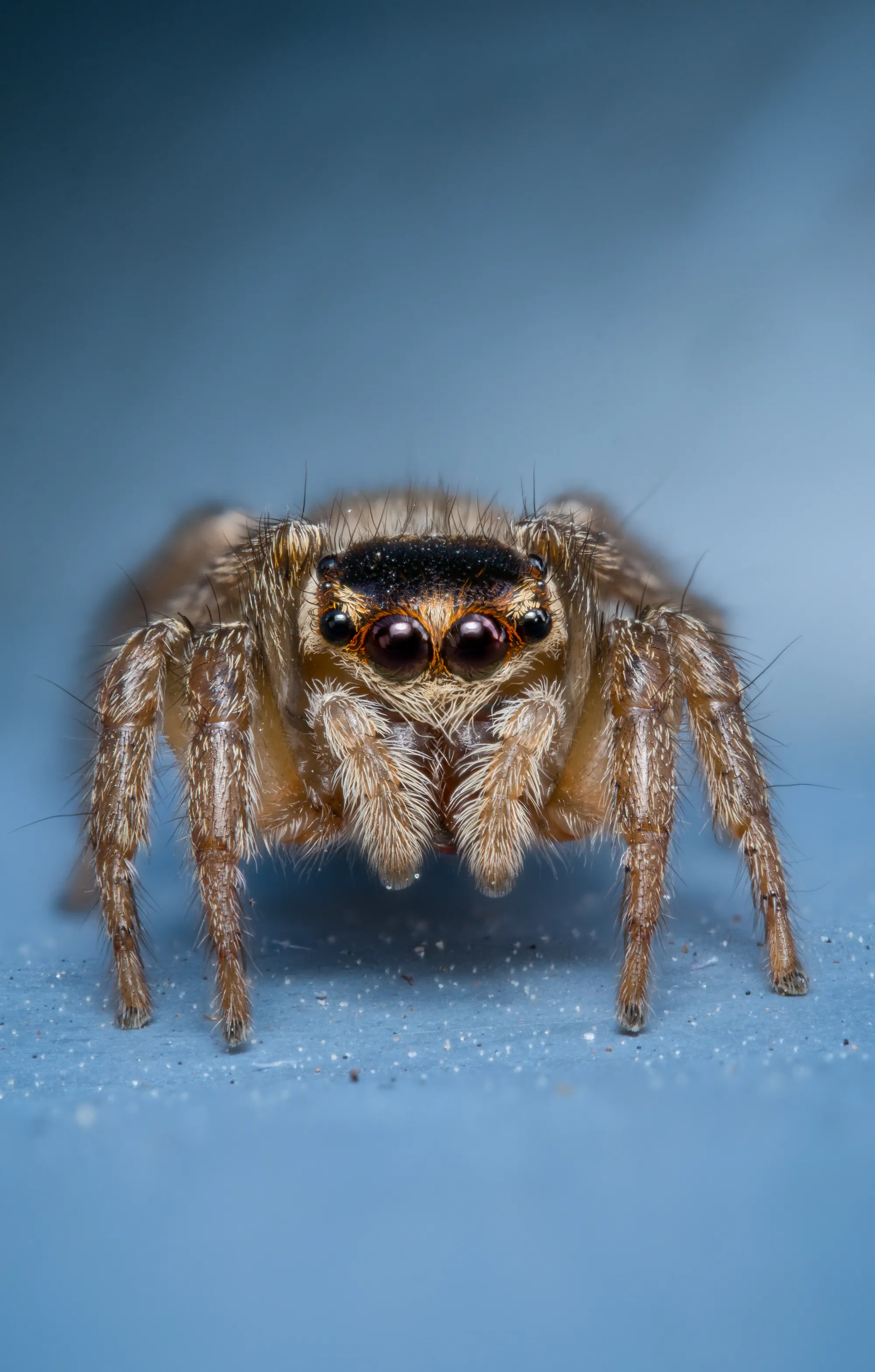 Macro photography