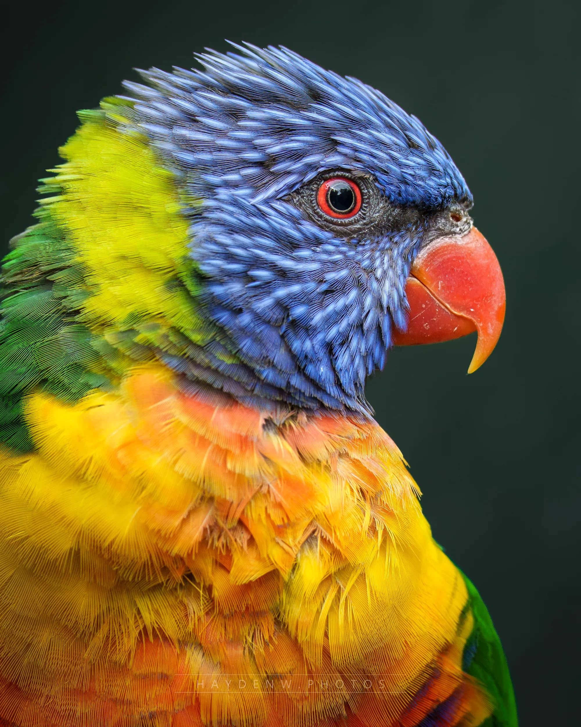 Wildlife photography