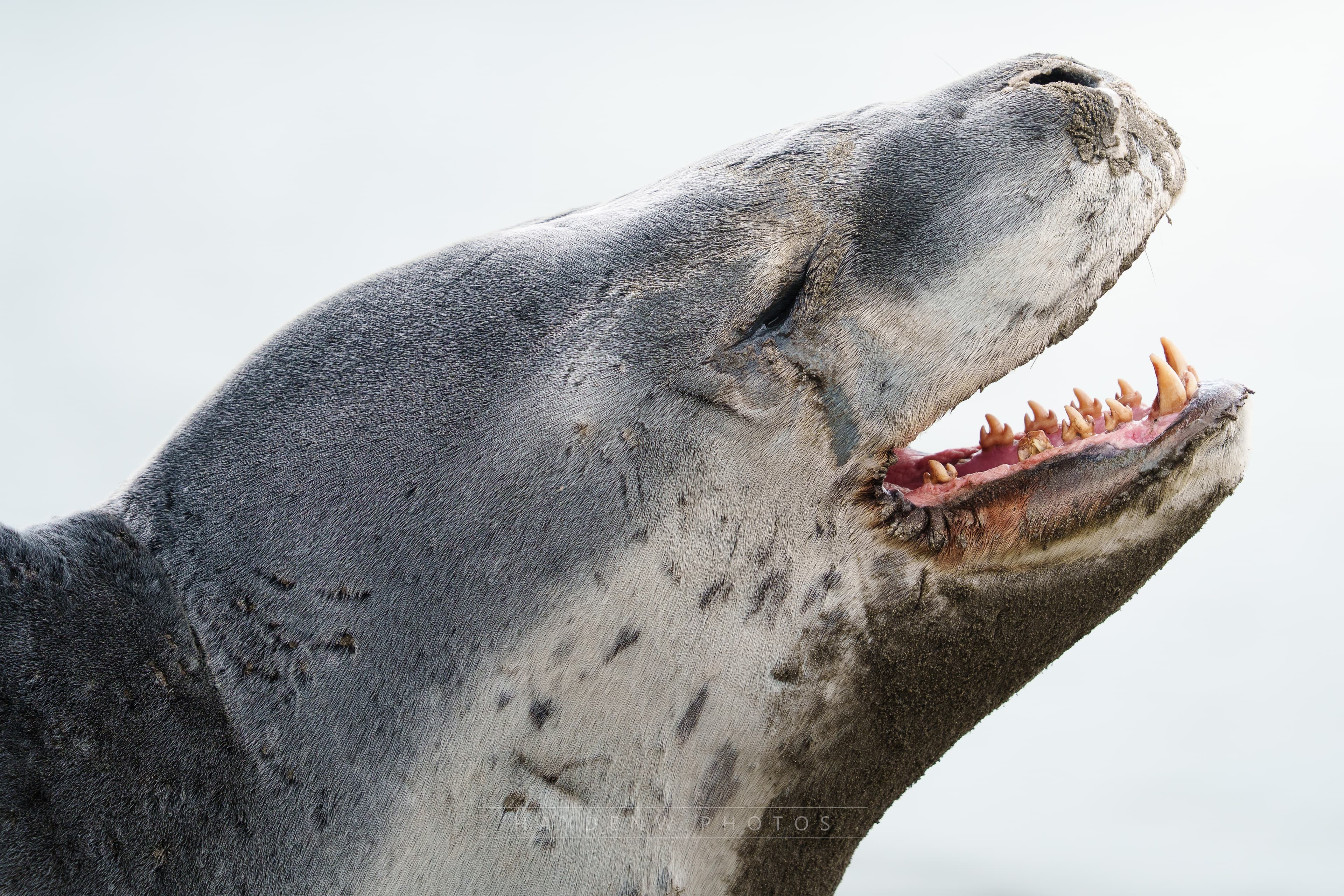 Leopard Seal